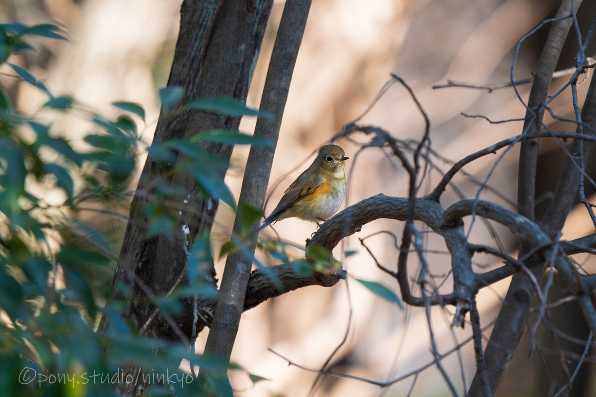 f:id:pony3:20210210183548j:plain