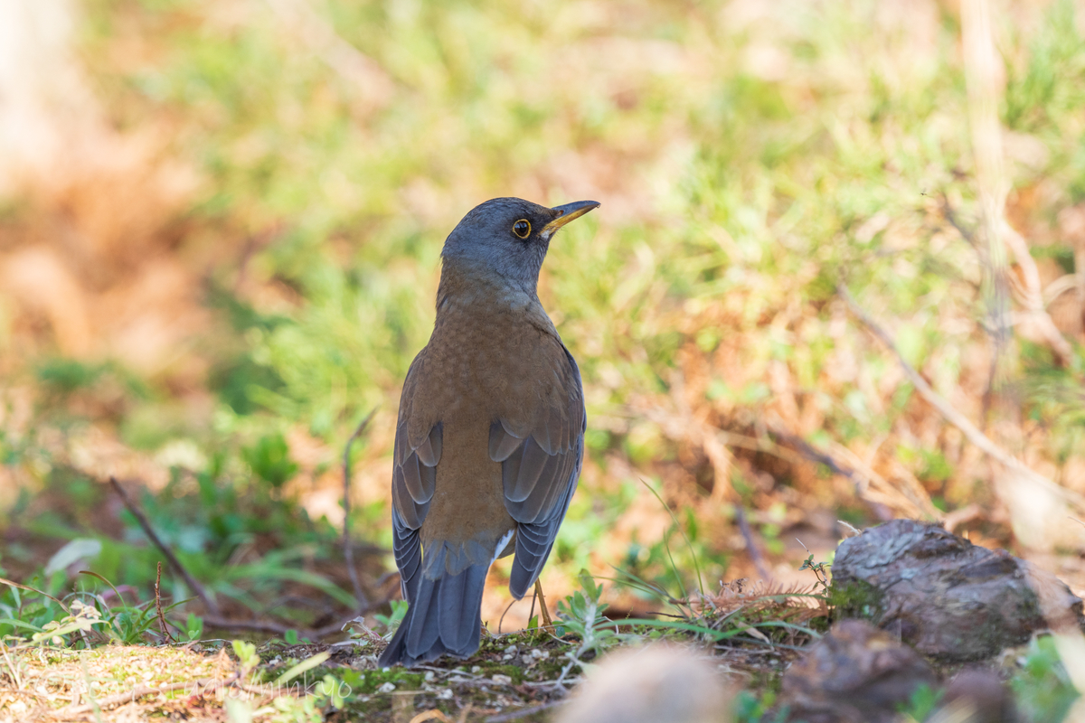 f:id:pony3:20210210183653j:plain