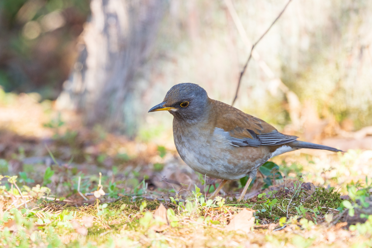 f:id:pony3:20210210183719j:plain