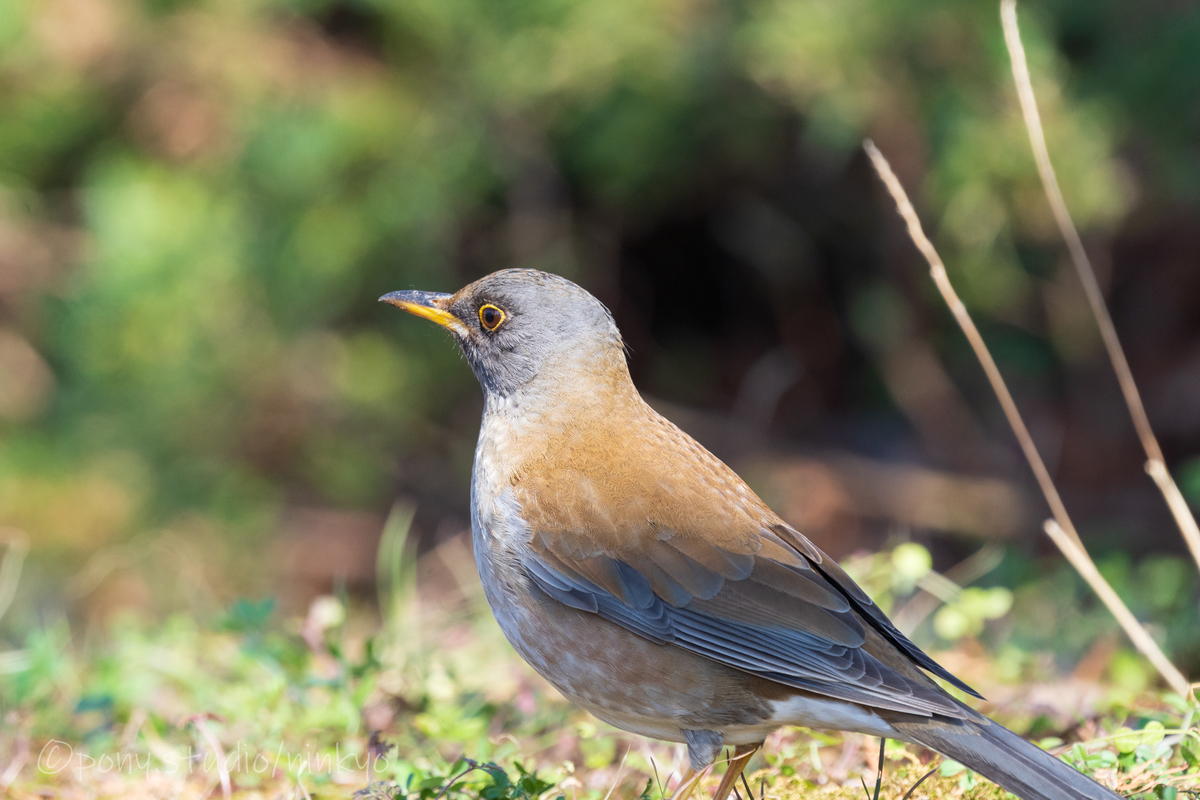 f:id:pony3:20210210183741j:plain