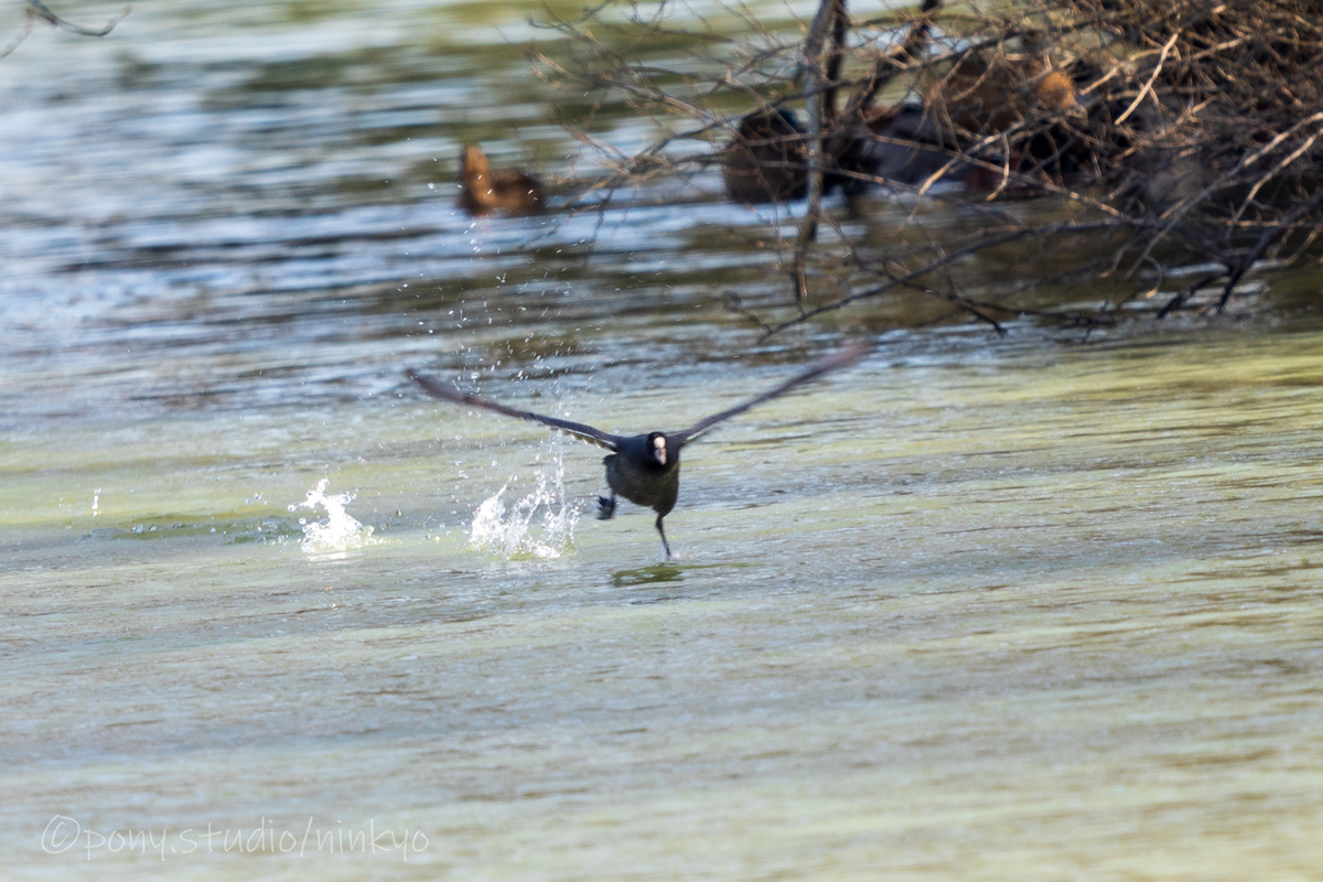 f:id:pony3:20210210183758j:plain