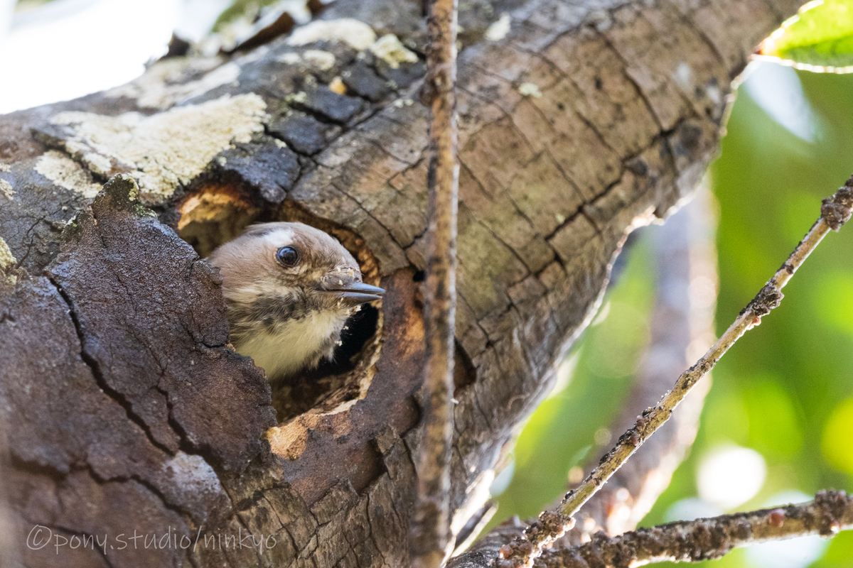 f:id:pony3:20210210183818j:plain