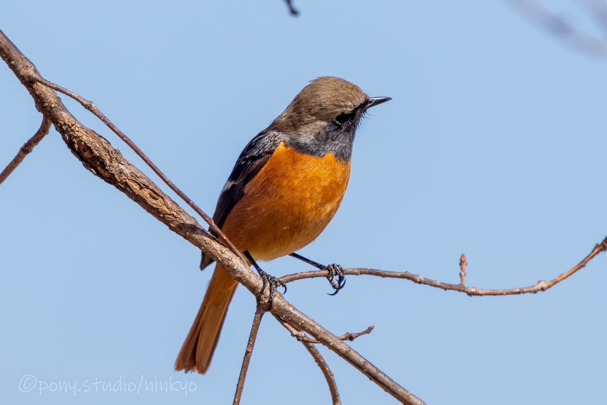 f:id:pony3:20210210183919j:plain