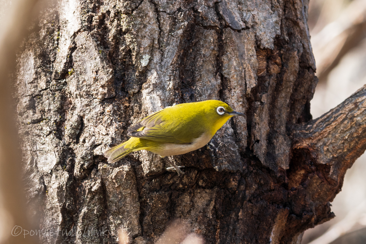 f:id:pony3:20210210184031j:plain