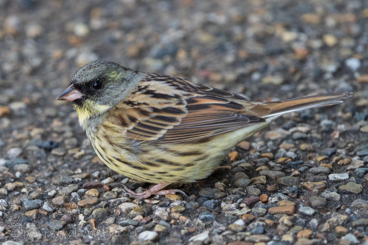 f:id:pony3:20210210184048j:plain