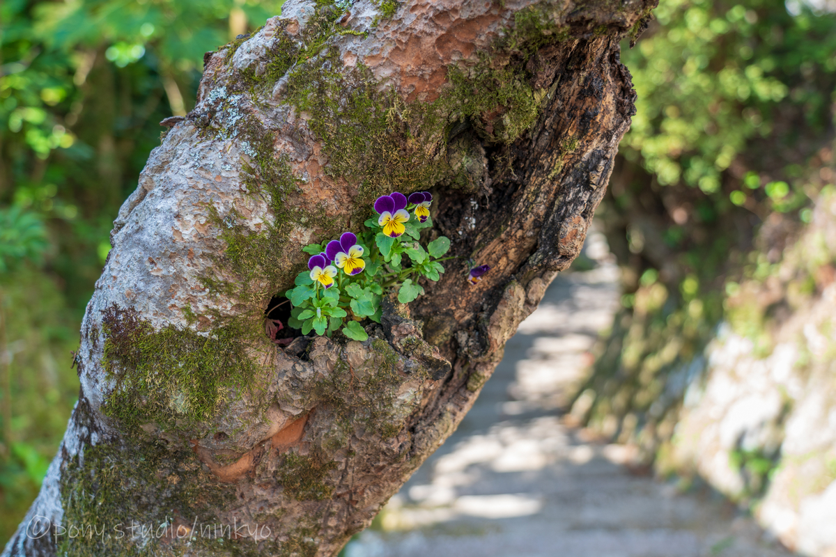 f:id:pony3:20210323173509j:plain