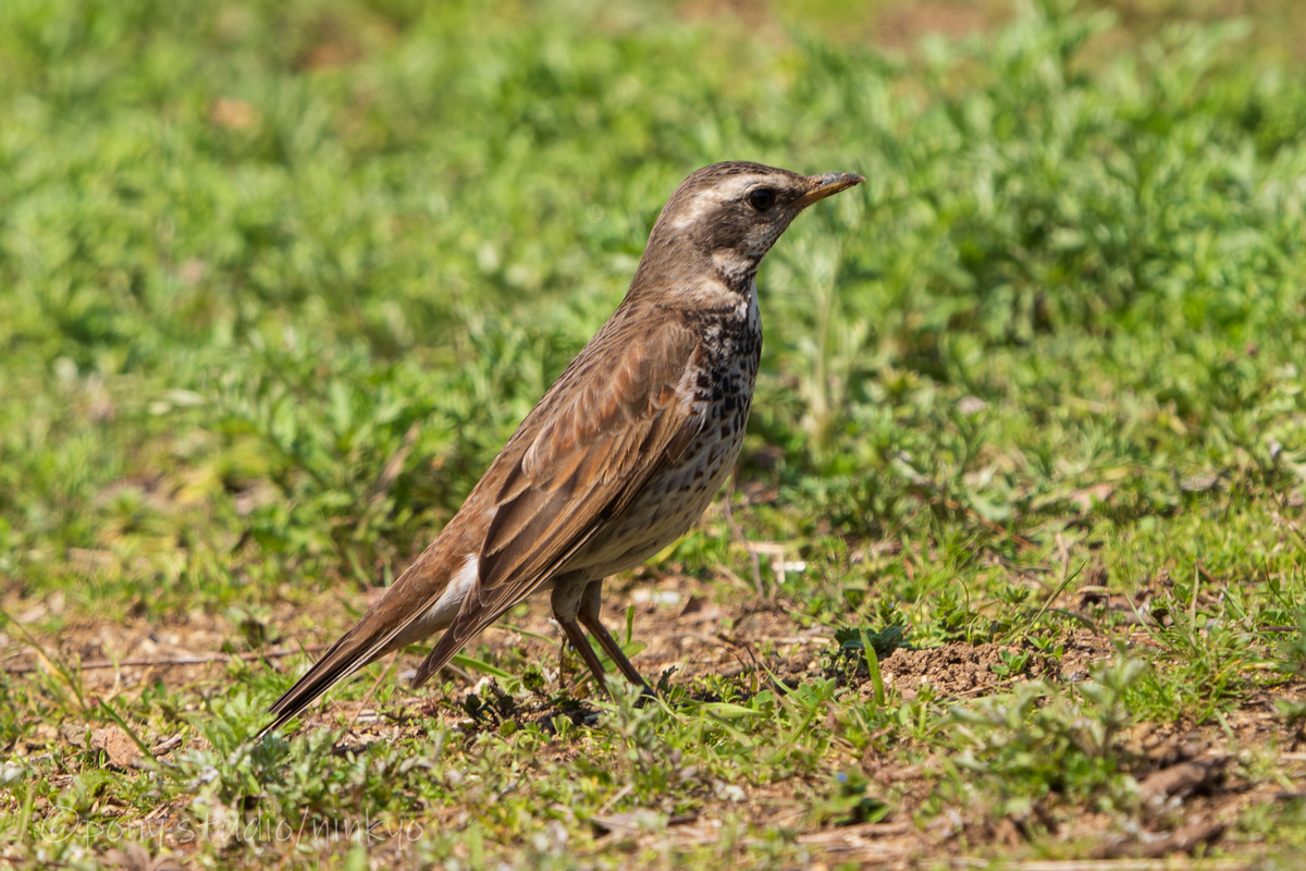 f:id:pony3:20210326223909j:plain