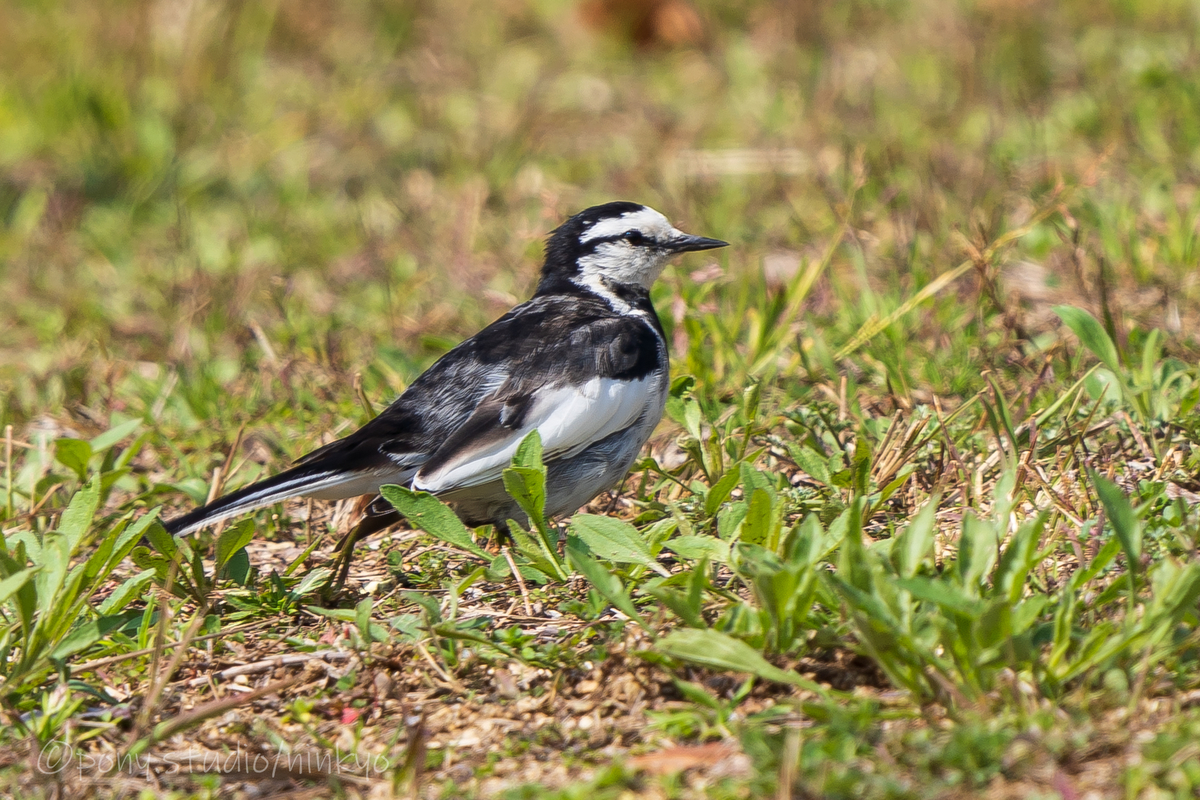 f:id:pony3:20210326223928j:plain