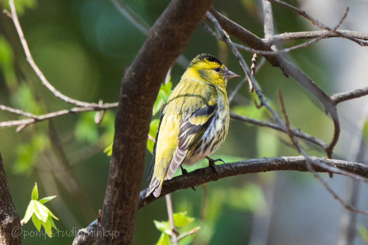 f:id:pony3:20210326224058j:plain