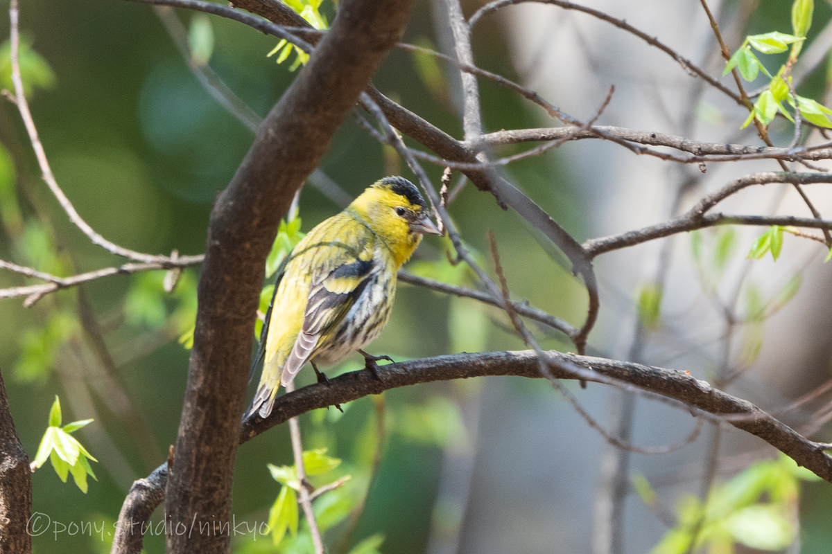 f:id:pony3:20210326224115j:plain