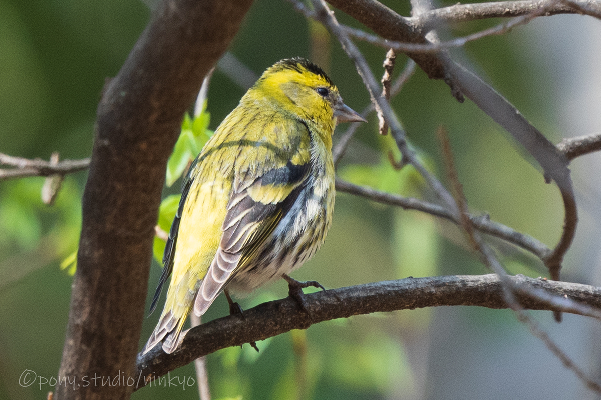 f:id:pony3:20210326224133j:plain