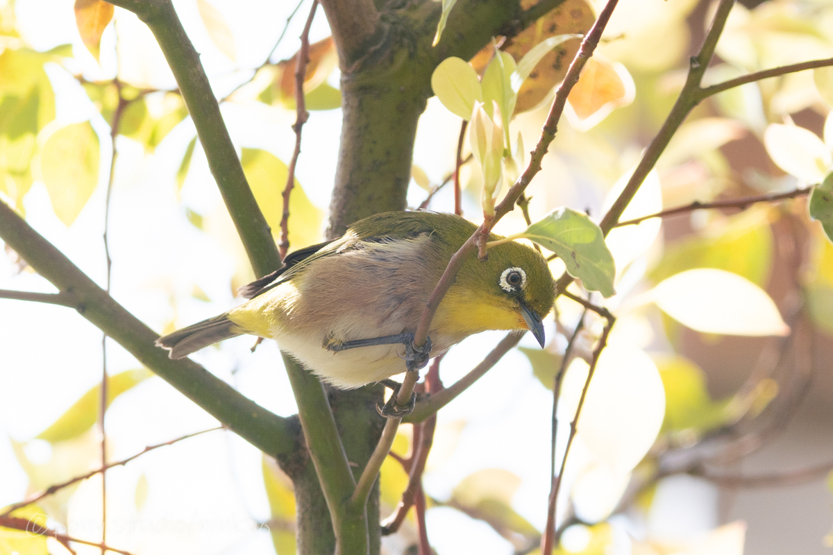 f:id:pony3:20210326224242j:plain