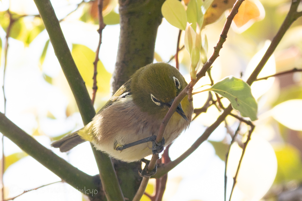 f:id:pony3:20210326224258j:plain