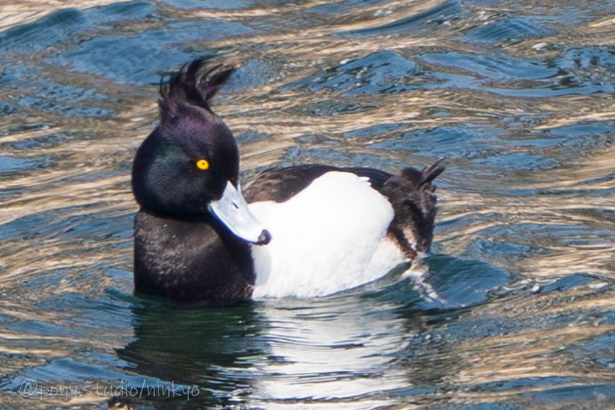 f:id:pony3:20210326224322j:plain