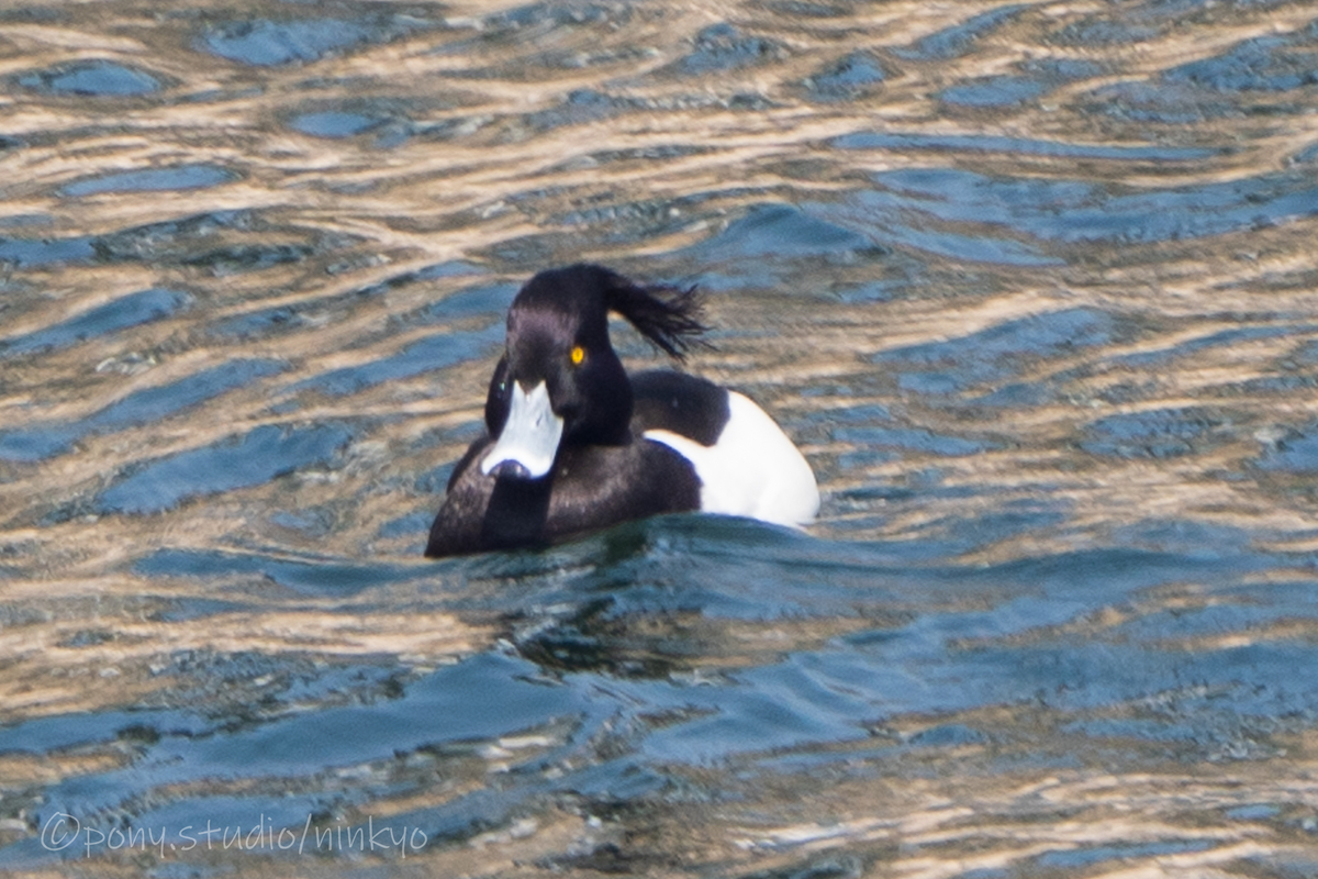 f:id:pony3:20210326224344j:plain