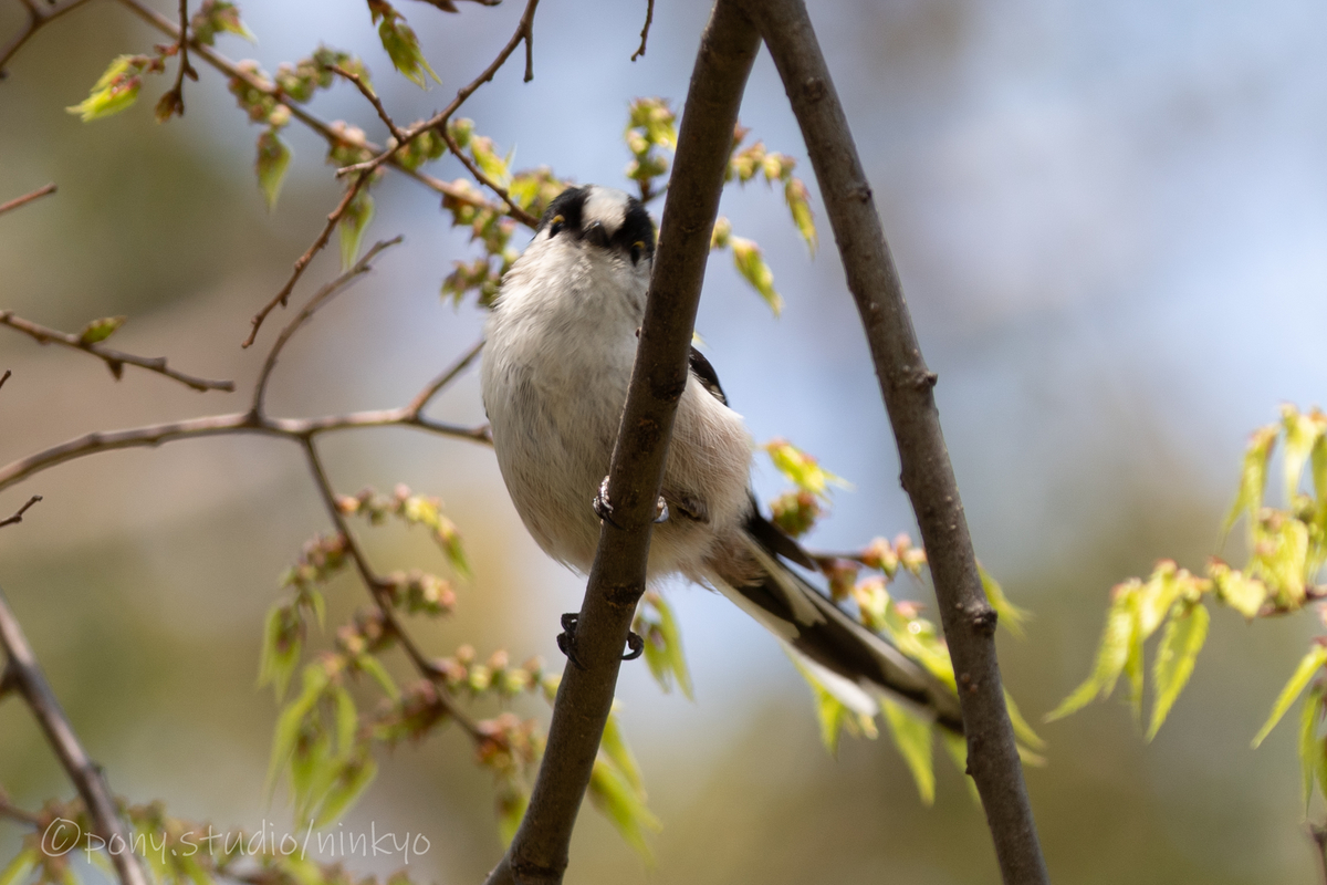 f:id:pony3:20210326224434j:plain