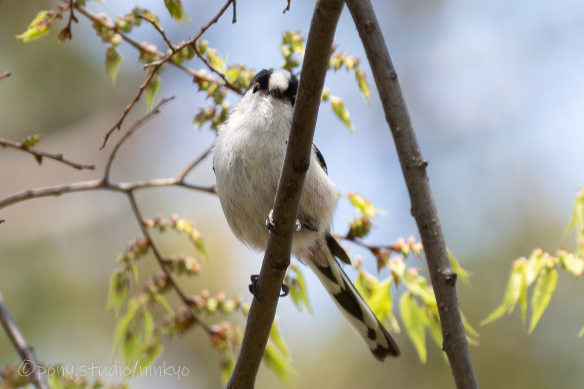 f:id:pony3:20210326224452j:plain