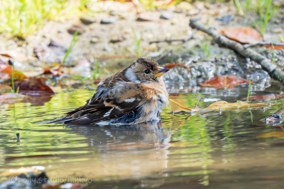 f:id:pony3:20210326224545j:plain