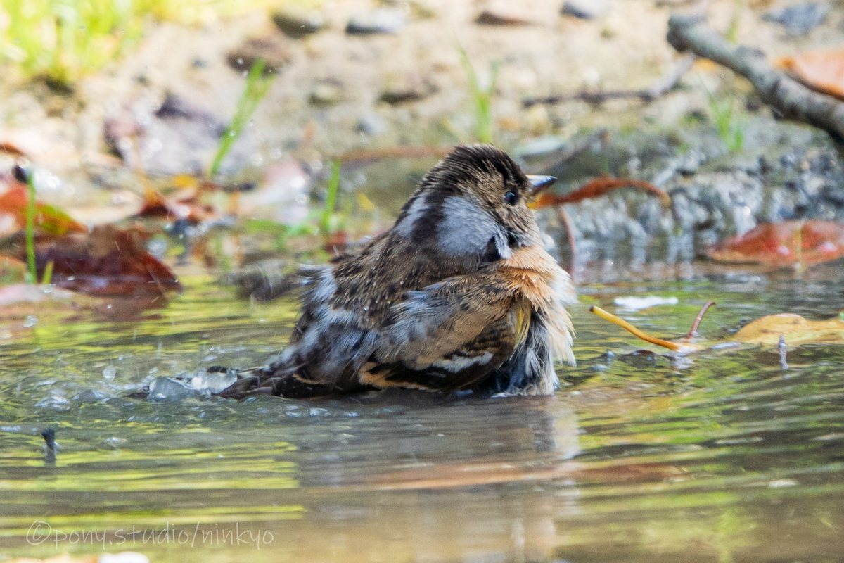 f:id:pony3:20210326224602j:plain