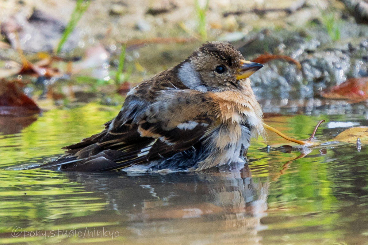 f:id:pony3:20210326224620j:plain