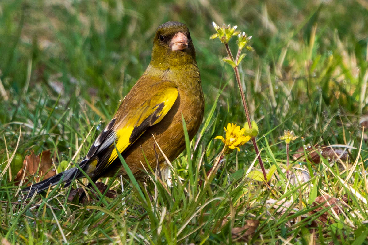 f:id:pony3:20210326230310j:plain