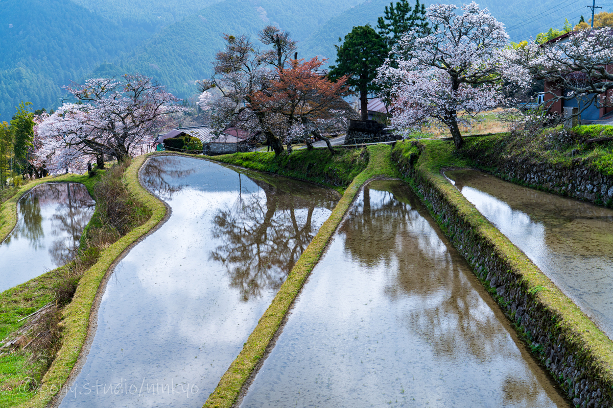 棚田と桜風景 三多気の桜 4 1 Ponyの缶詰