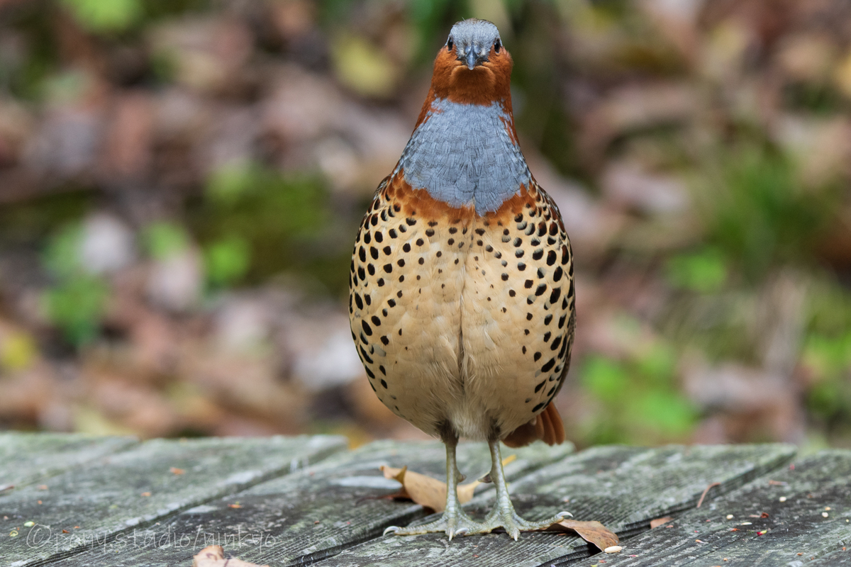 小綬鶏(コジュケイ)剥製