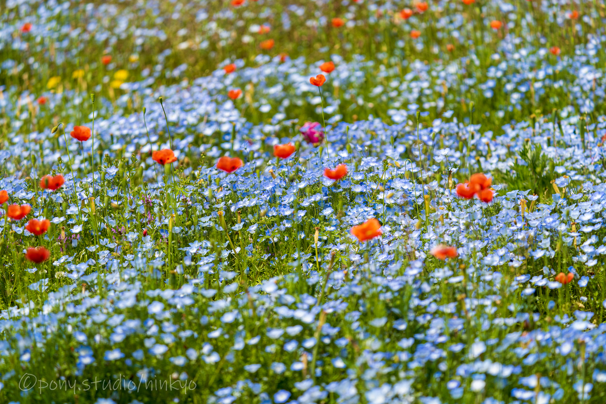 f:id:pony3:20210427194240j:plain