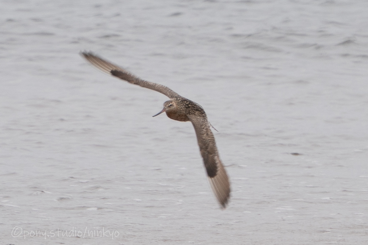 f:id:pony3:20210523190101j:plain