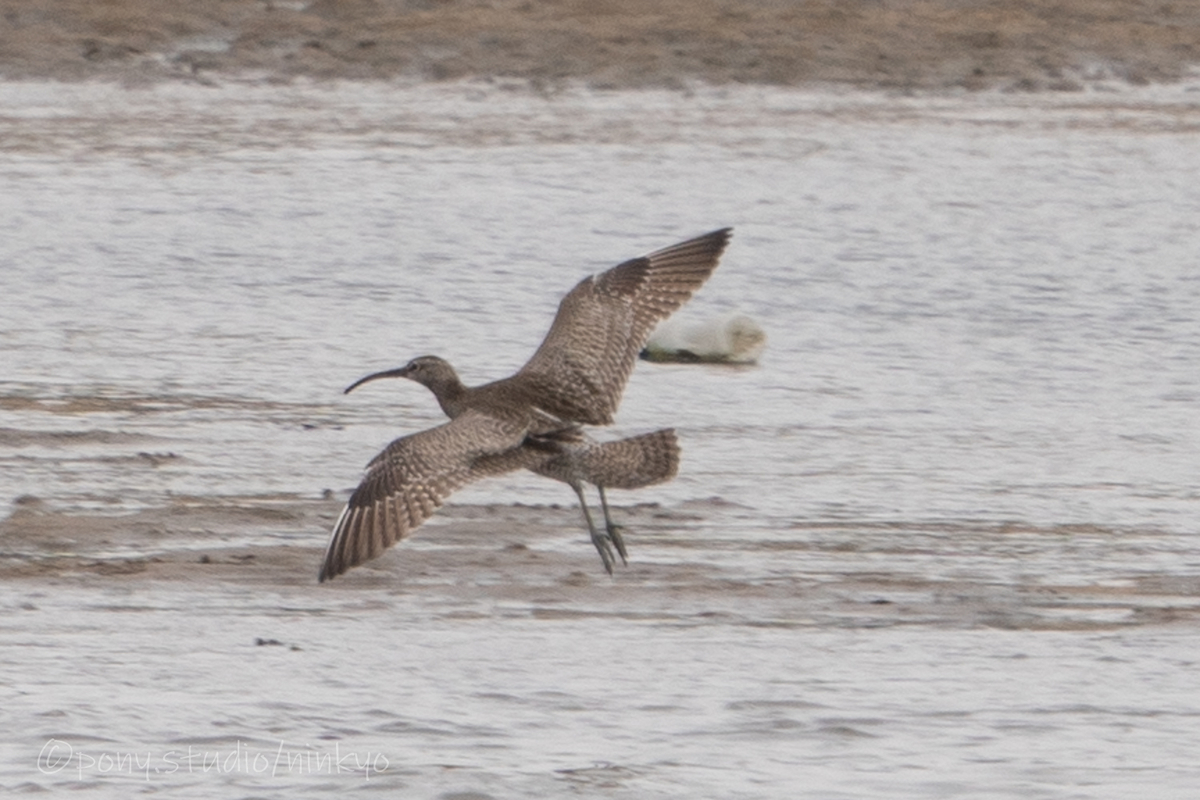 f:id:pony3:20210523190247j:plain