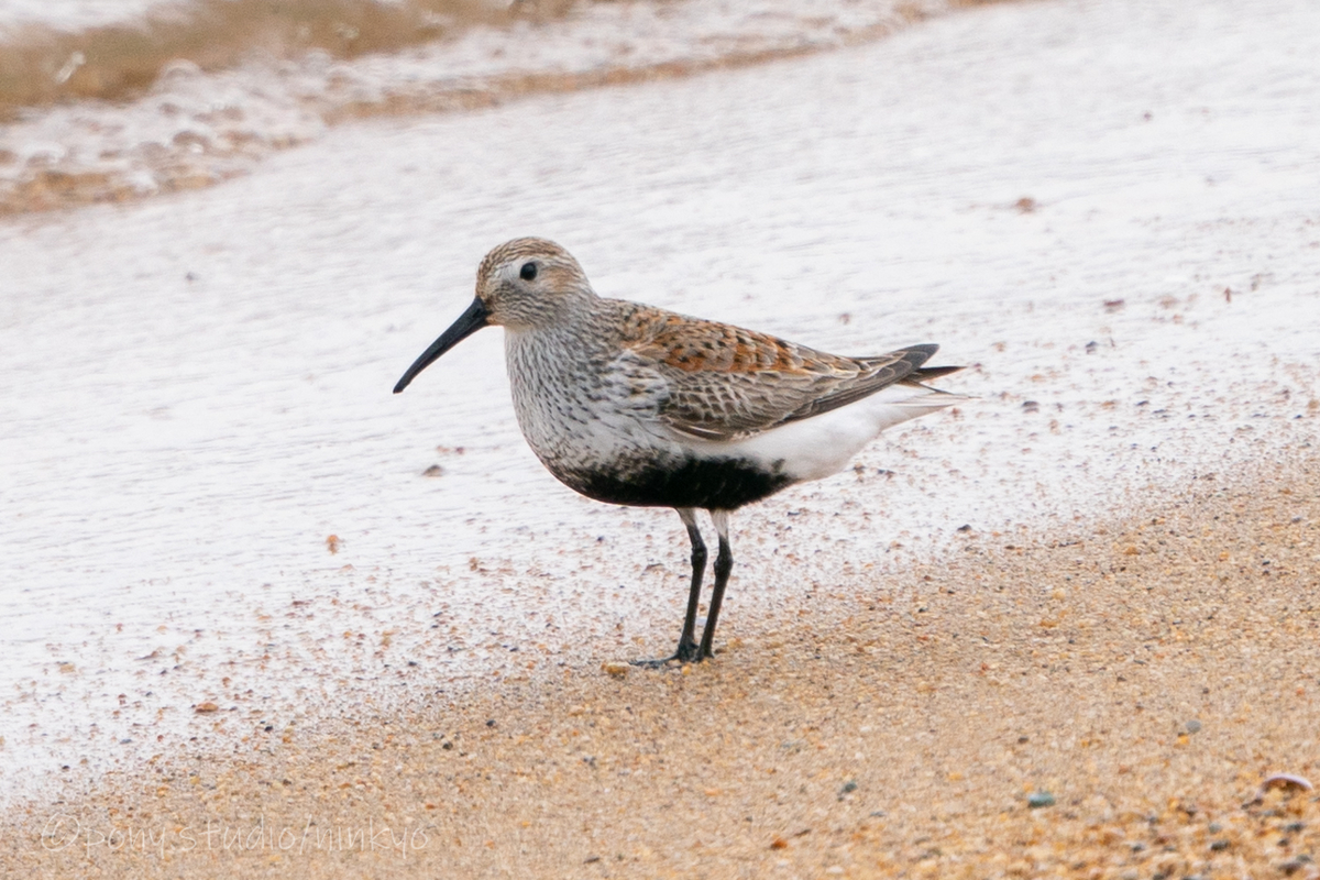 f:id:pony3:20210523190621j:plain