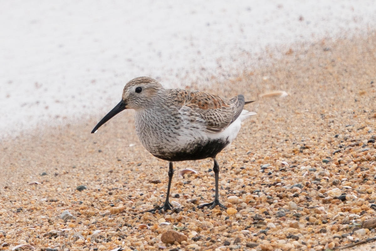 f:id:pony3:20210523190806j:plain