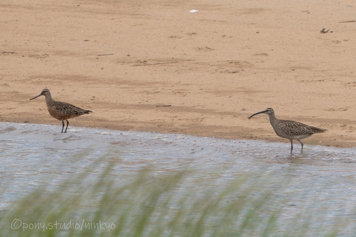 f:id:pony3:20210523191029j:plain