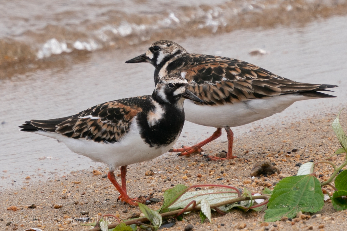 f:id:pony3:20210523191241j:plain