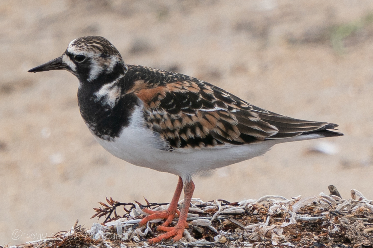 f:id:pony3:20210523191333j:plain