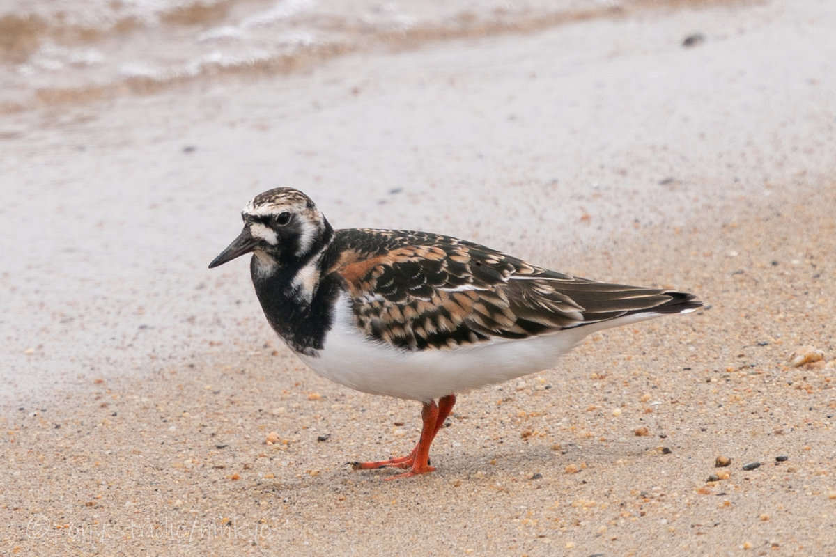 f:id:pony3:20210523191412j:plain