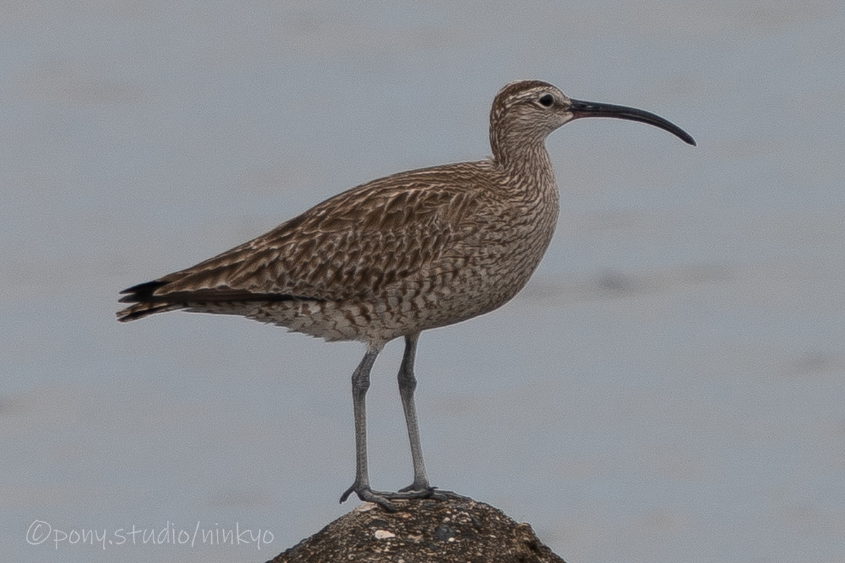 f:id:pony3:20210523191555j:plain