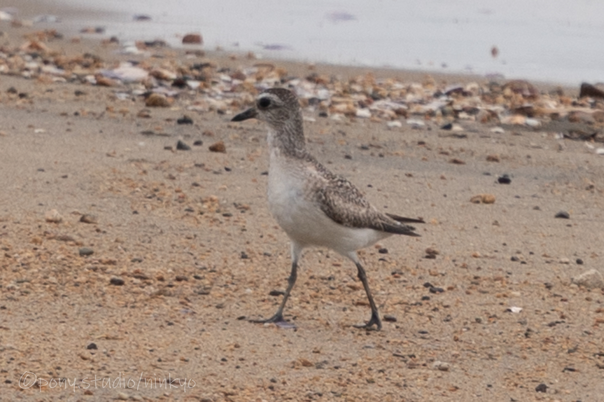 f:id:pony3:20210523192555j:plain