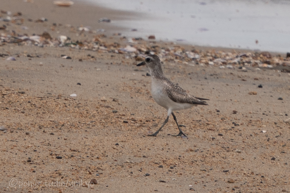 f:id:pony3:20210523192619j:plain