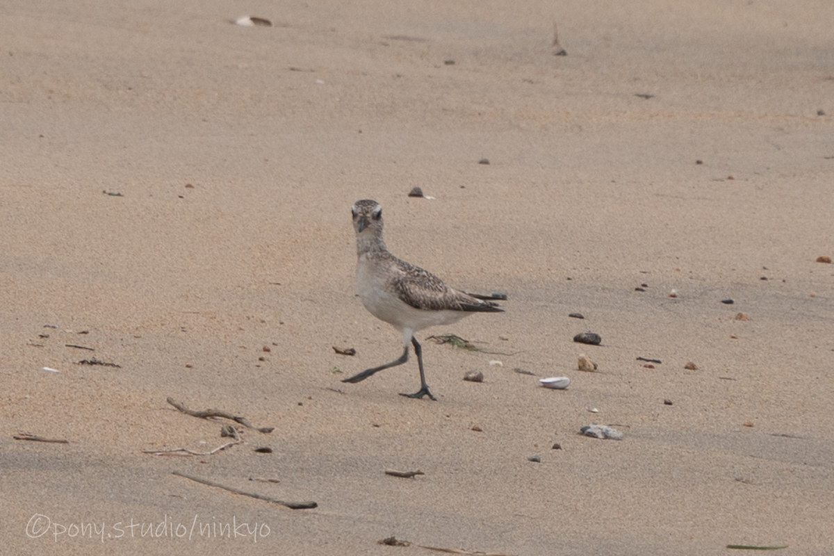 f:id:pony3:20210523192649j:plain