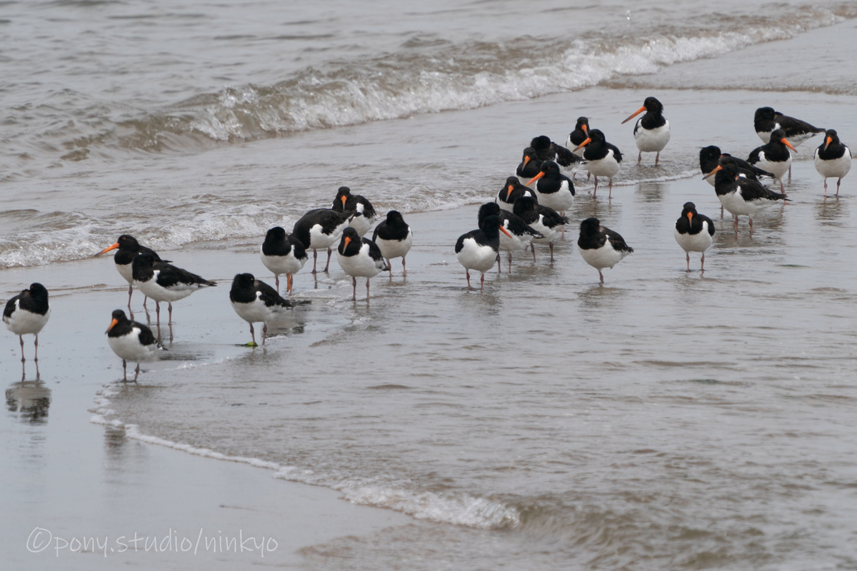 f:id:pony3:20210523192916j:plain