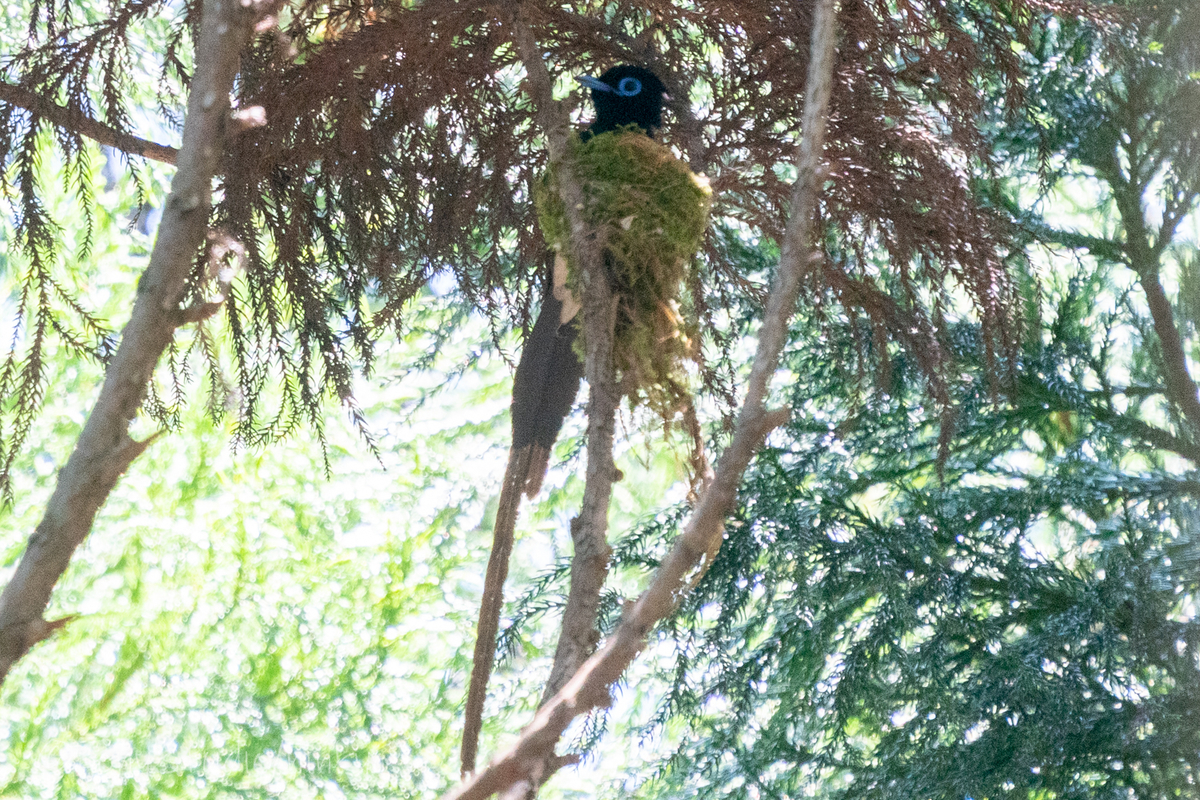 f:id:pony3:20210524192231j:plain