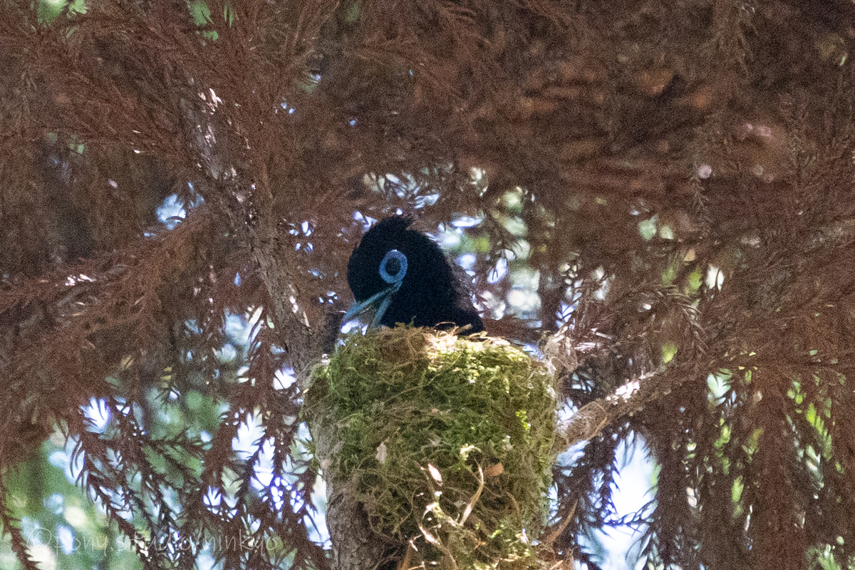 f:id:pony3:20210524192616j:plain