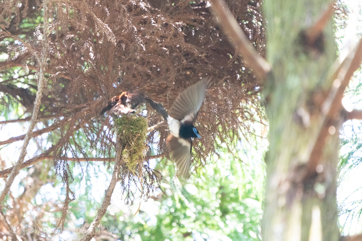 f:id:pony3:20210524192703j:plain