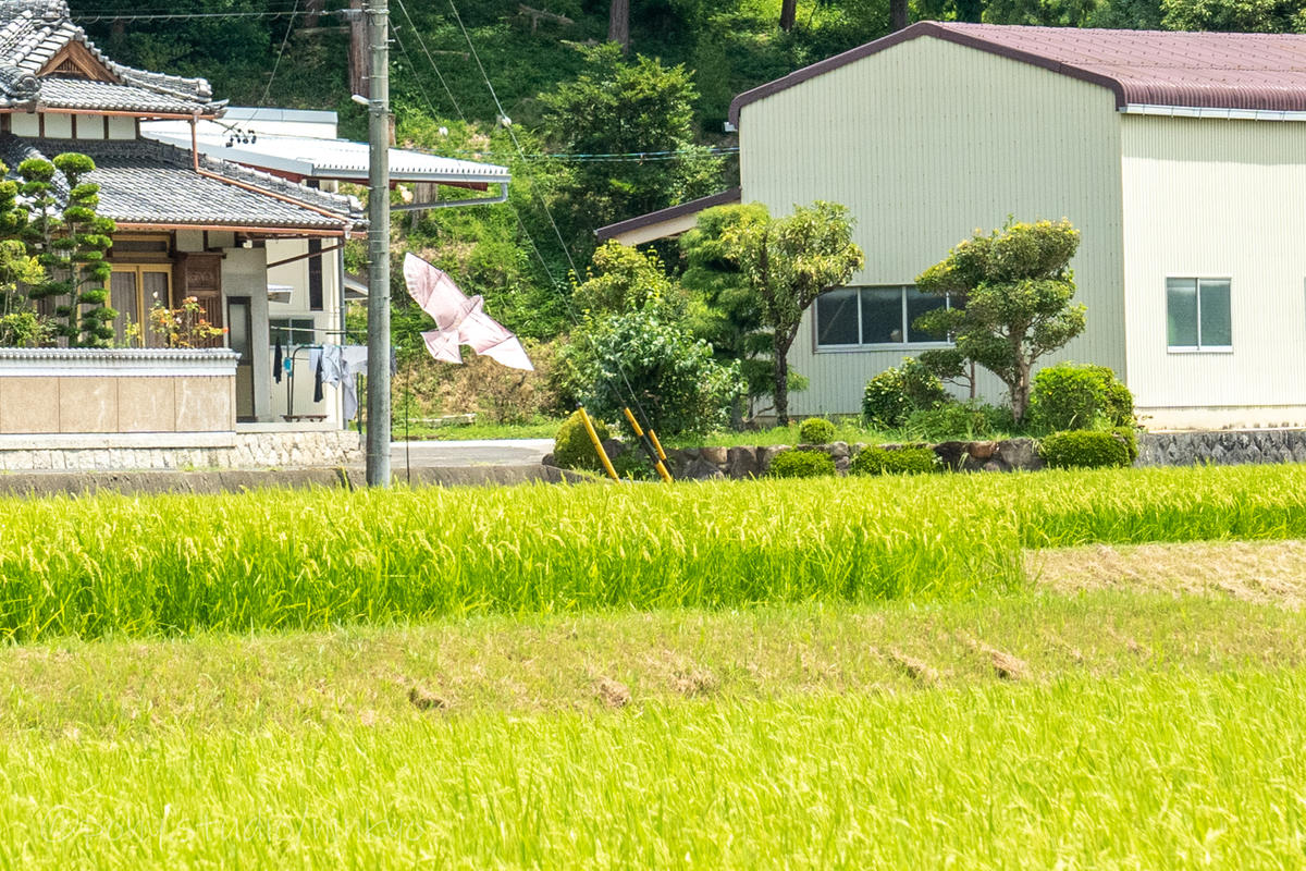 f:id:pony3:20210803164936j:plain