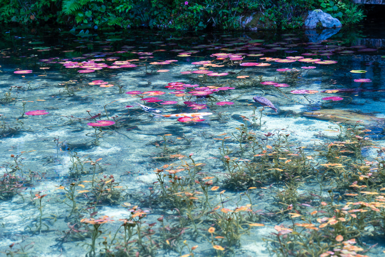 モネの池 - PONYの写真缶