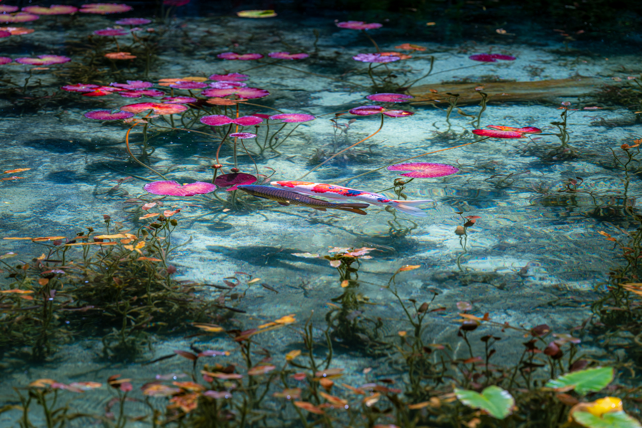 【モネの池】 モネの池 - PONYの写真缶
