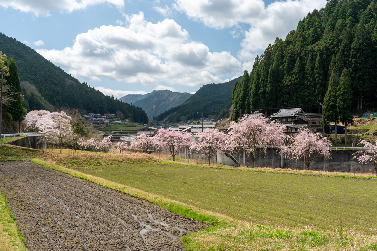 知られざる絶景へ・秘境相津峠のヤマザクラ（大台町） - PONYの缶詰