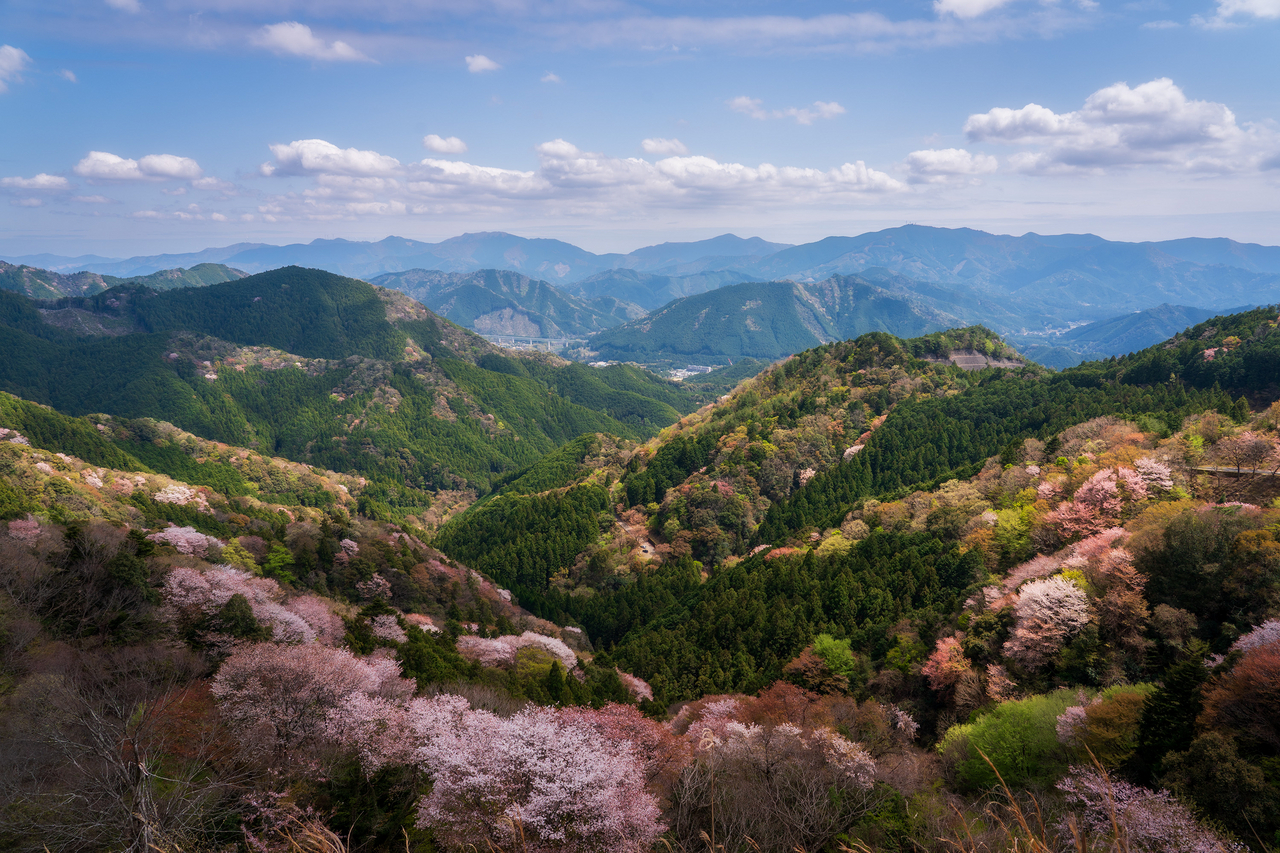 知られざる絶景へ・秘境相津峠のヤマザクラ（大台町） - PONYの缶詰