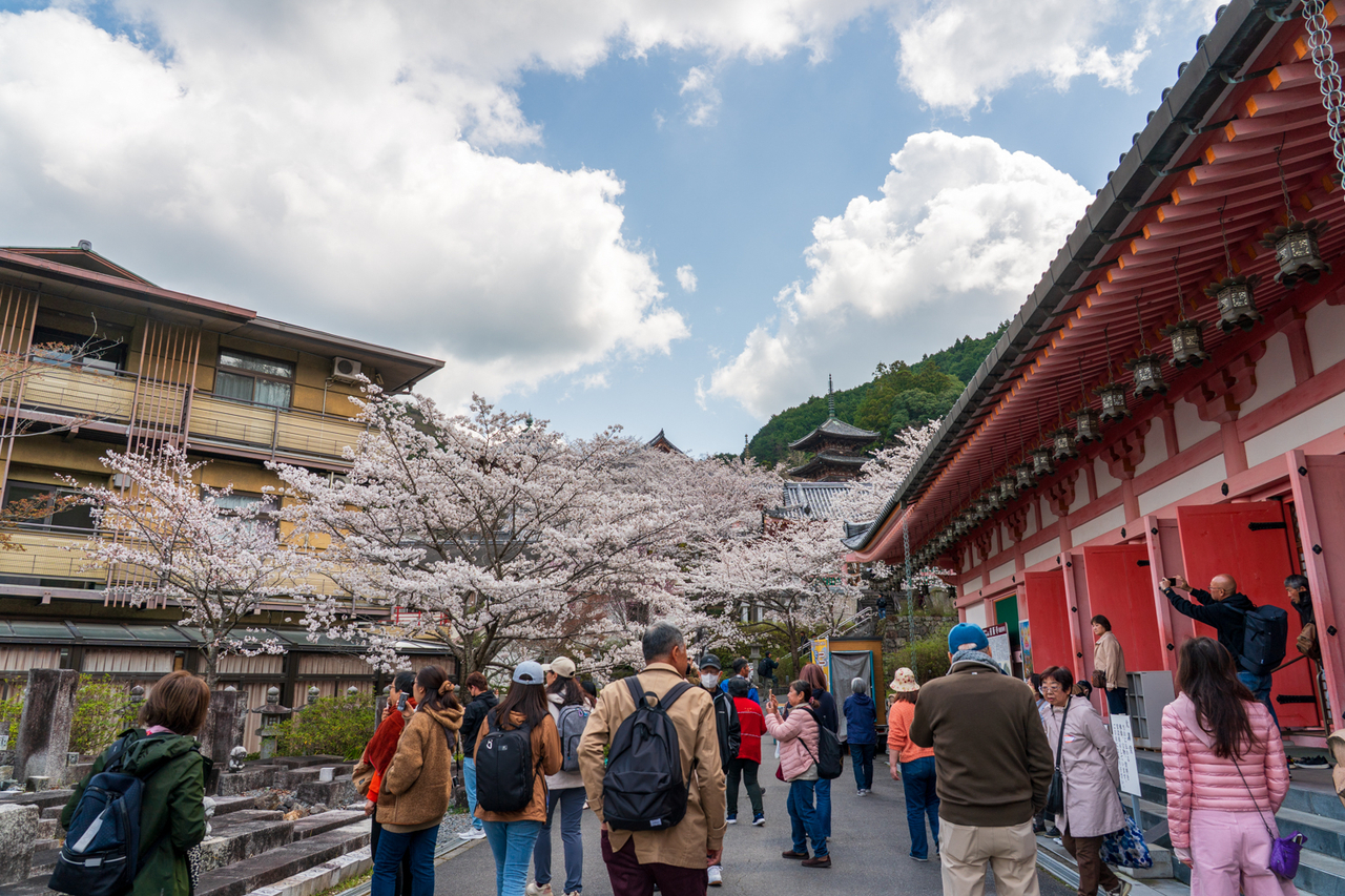 🌸桜2025第5弾🌸満開桜大仏の「壺阪寺」平日でもオーバツーリズム